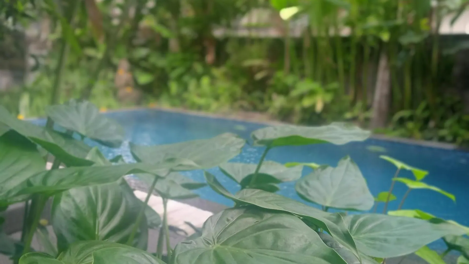 Отель Tanah Semujan Ubud 2*, Убуд Индонезия